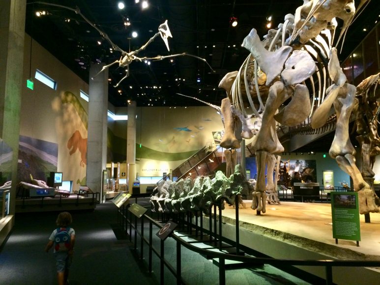 Well hello there! Dinosaur fossil skeletons at the Perot Museum of Nature and Science.